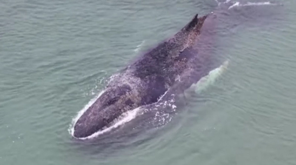 В Германии спасли севшего на мель кита, но есть проблема