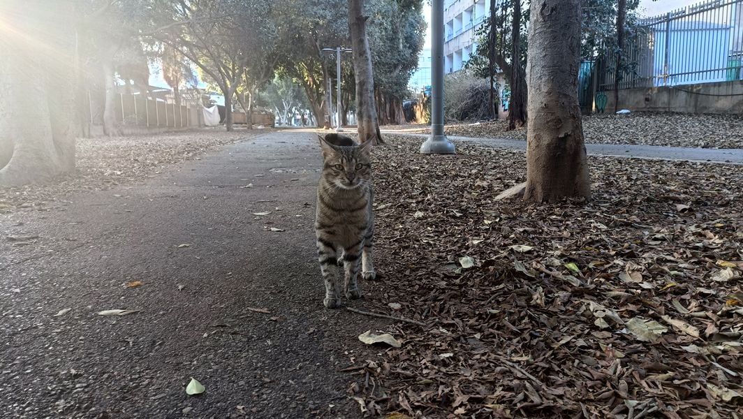 Погода в Израиле на неделю: отцвела капуста