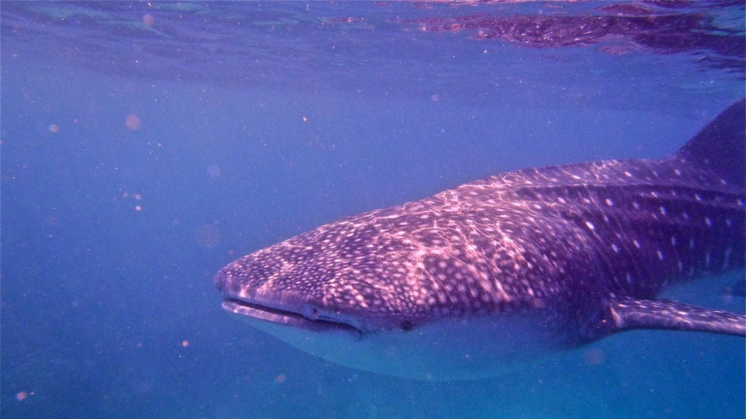 На смену Офеку: пляжи Хайфы закрыли из-за редкой для израильских вод рыбы