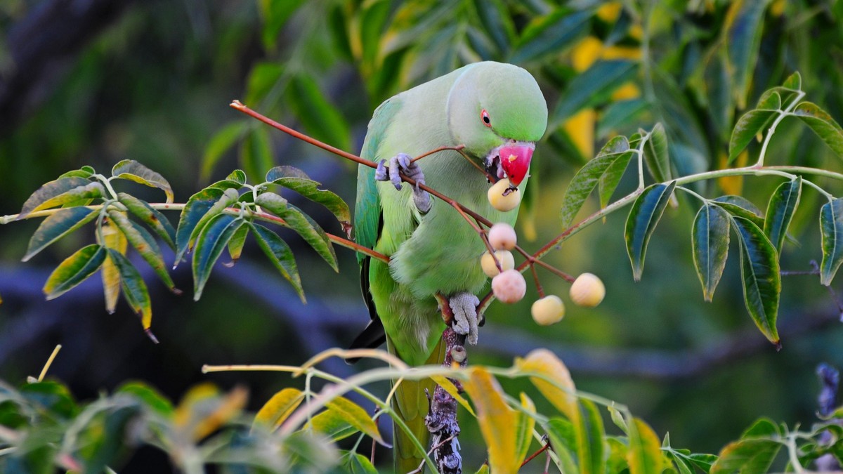 Погода в Израиле на среду: тепло перед похолоданием
