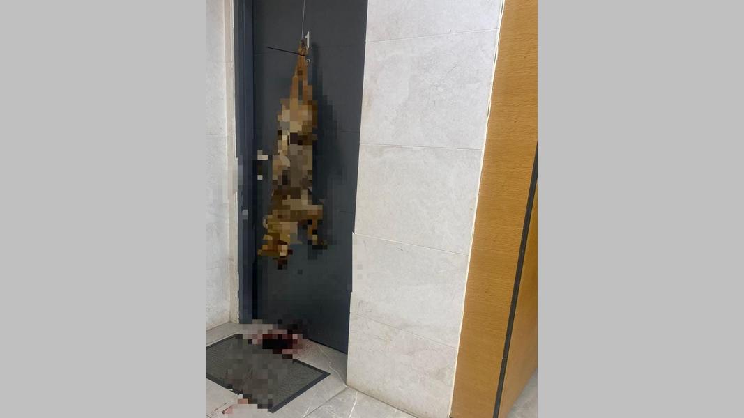 Подшакалил: израильтянин совершил дикую выходку на почве ревности