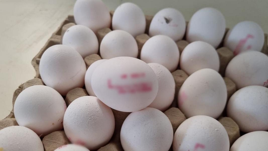 Роковые яйца: арабы в Иерусалиме наладили массовую штамповку неликвида