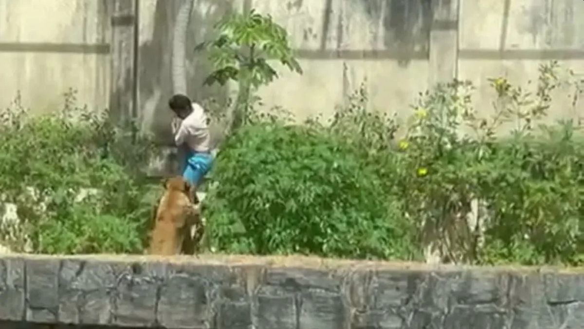 Ужасное зрелище: львица на глазах у посетителей растерзала человека. ВИДЕО