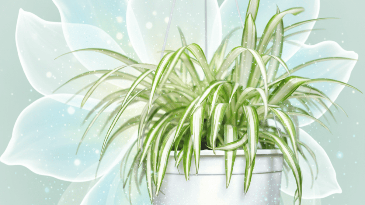 Живой фильтр: как "Паучок" может очистить воздух в доме