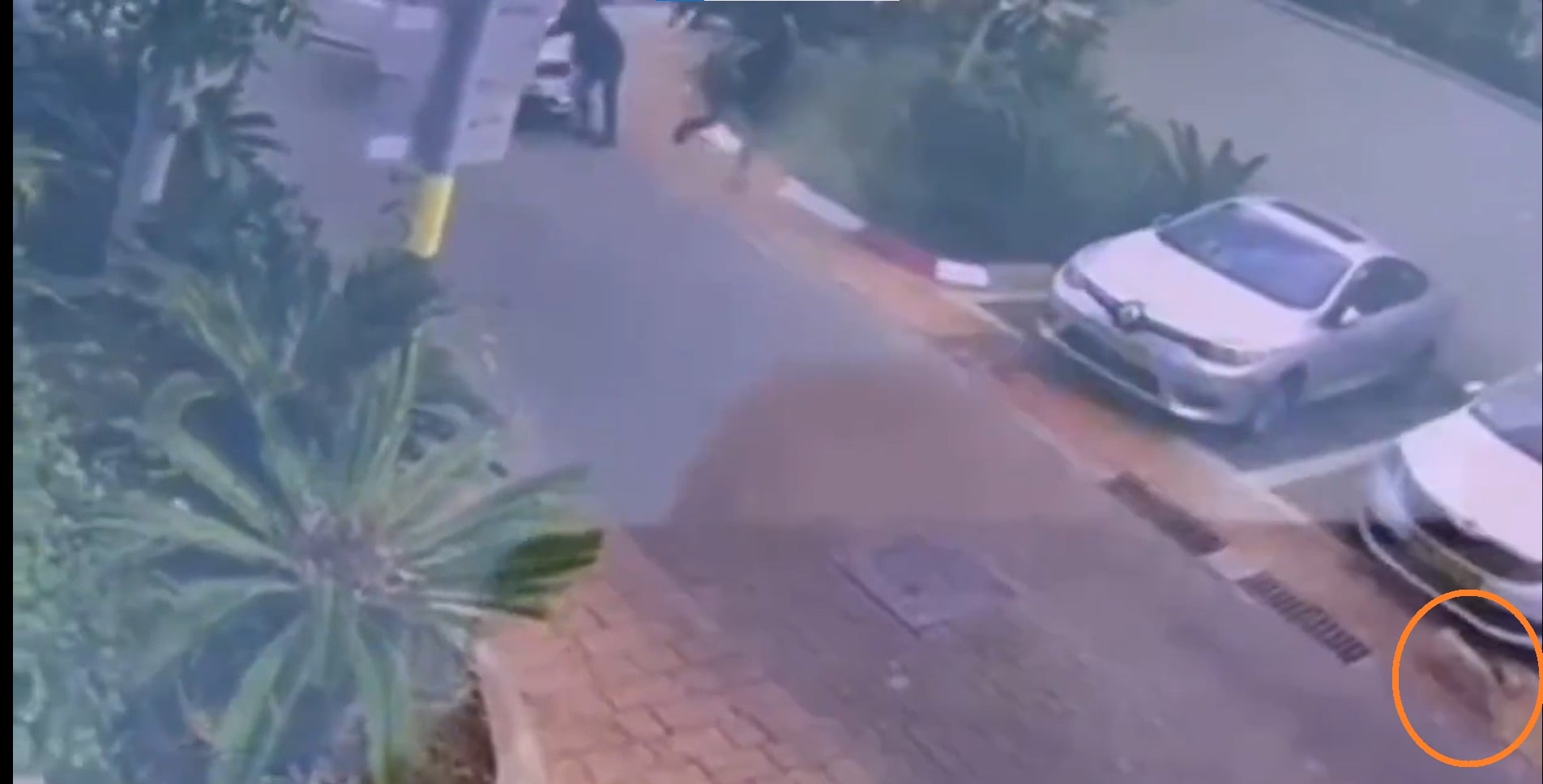 Избили и распылили газ в лицо: в Ришон-ле-Ционе трое в масках украли у бывшего футболиста собаку